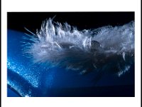 27-JFK-Goutte plume